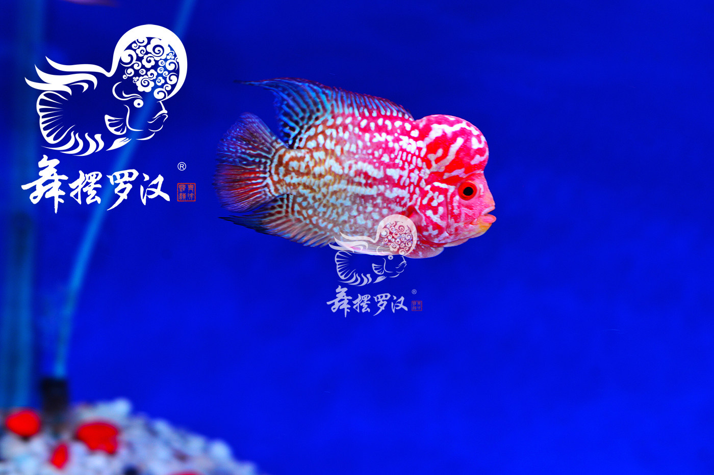 已售/舞摆罗汉鱼活体 鸿运当头 德萨斯 金马骝/ 短身火凤凰2191