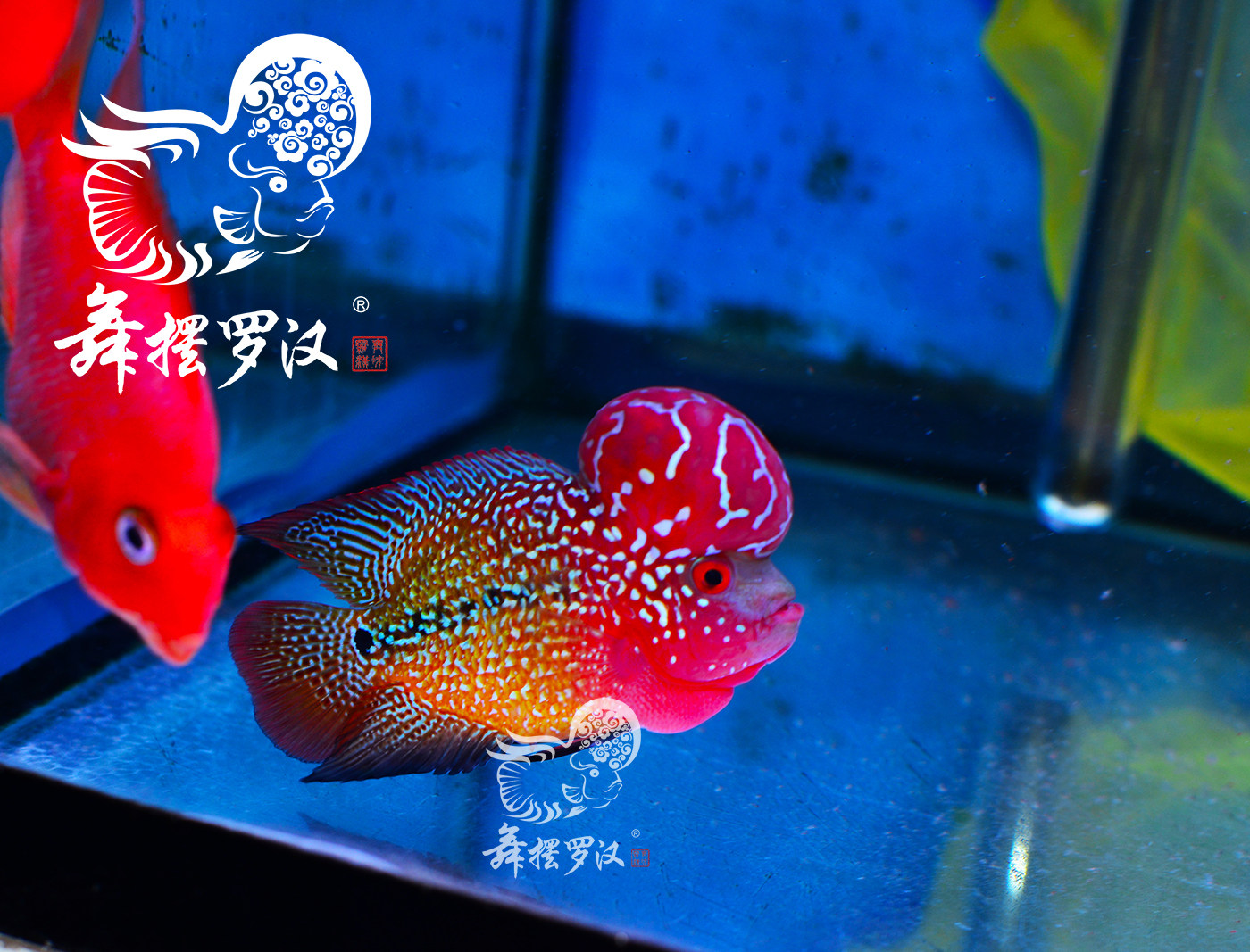 已售/ 舞摆罗汉鱼活体 鸿运当头 红马骝 德萨斯 / 红黄底金花2106