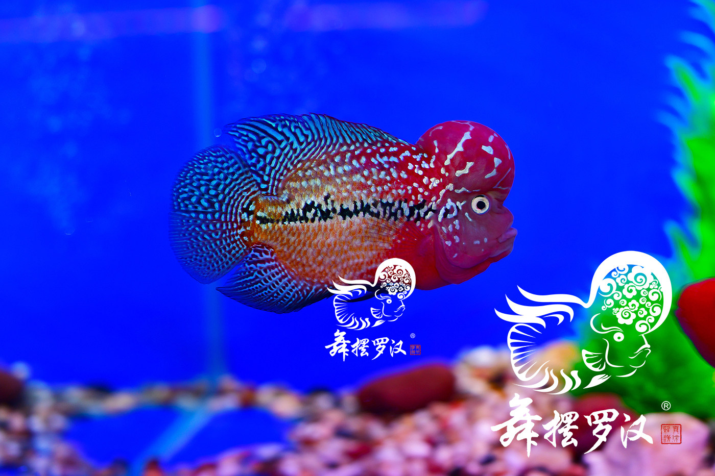 舞摆 罗汉鱼 鸿运当头 德萨斯 红马骝 /f2红黄底大三鳍金花2160