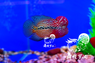 舞摆 罗汉鱼 鸿运当头 德萨斯 红马骝 /F2红黄底大三鳍金花2160