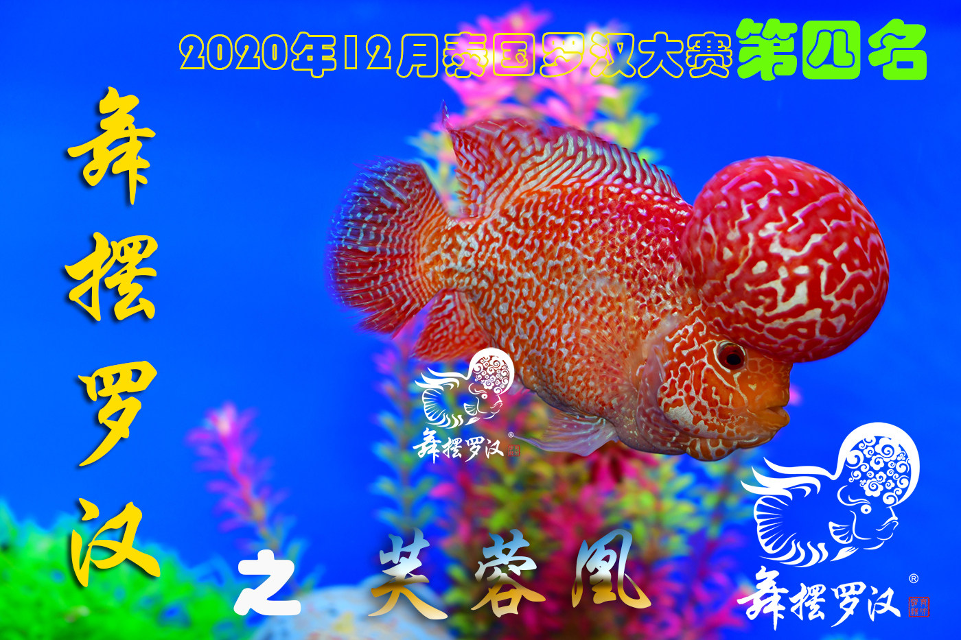 已售/舞摆罗汉鱼活体 泰国鸿运当头 红马骝 金花/火凤凰芙蓉凰