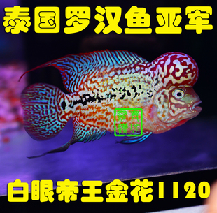 已售/舞摆罗汉鱼活体  红马骝 德萨斯 泰金 金马骝/ 帝王金花1120