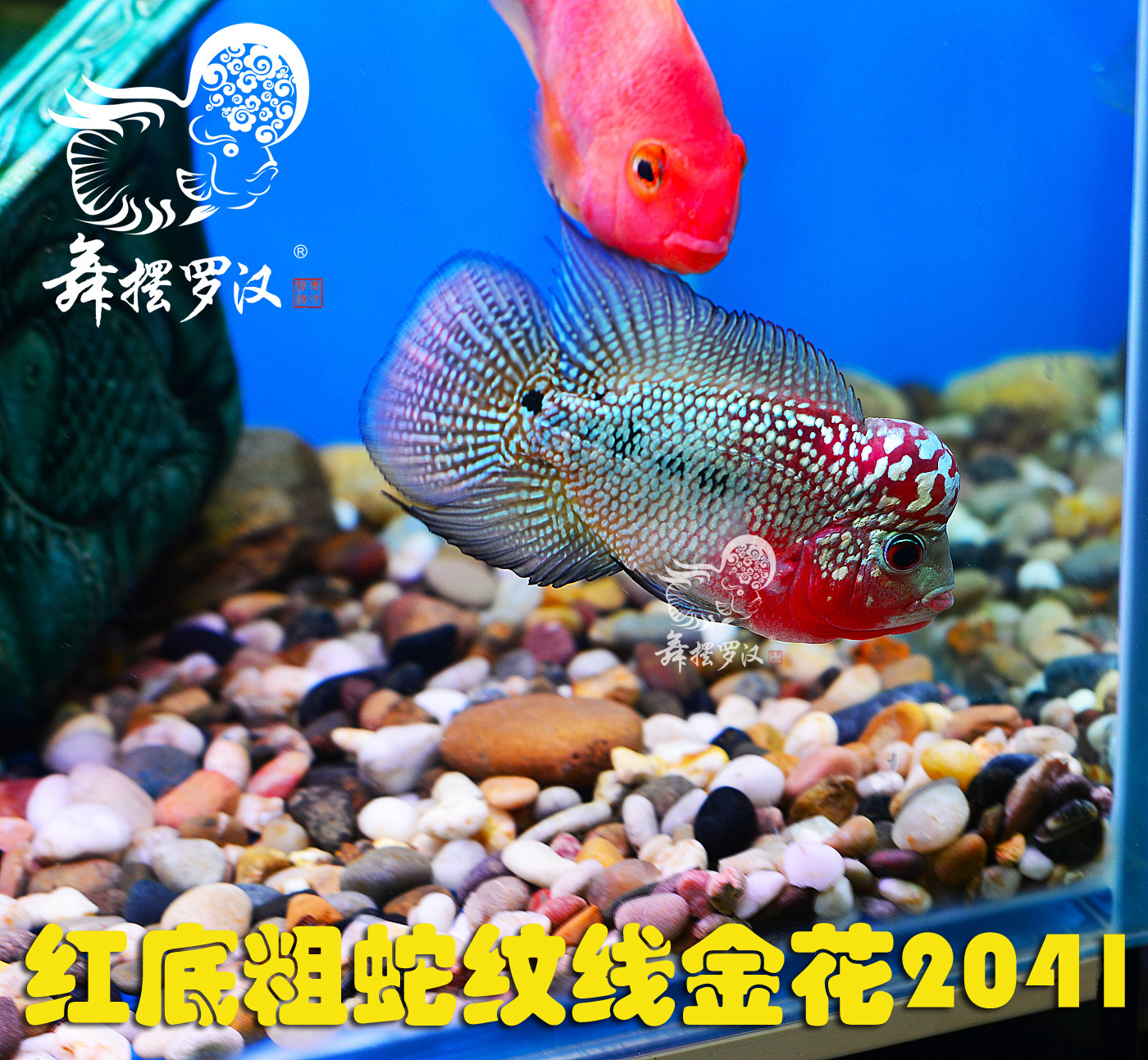 已售/ 舞摆罗汉鱼活体 红马骝 德萨斯 金马骝/ 蛇纹线金花2041