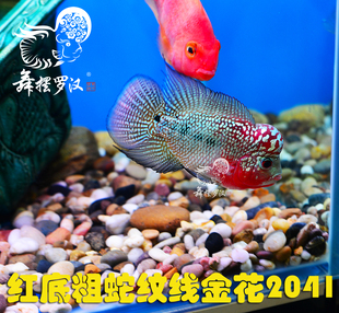 已售/ 舞摆罗汉鱼活体 红马骝 德萨斯 金马骝/ 蛇纹线金花2041