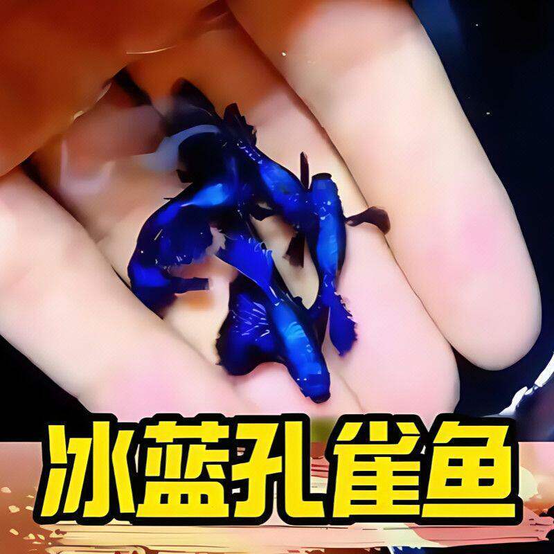 孕母精品冰蓝孔雀鱼种鱼成鱼好养耐活小型观赏鱼热带鱼小鱼