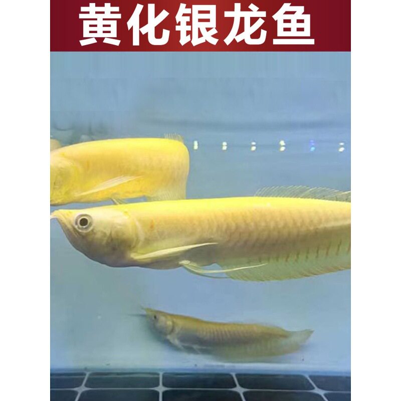 黄化红眼白子银龙鱼苗鲨鱼嘴活体大型热带观赏鱼赤瞳血艳龙鱼配鱼