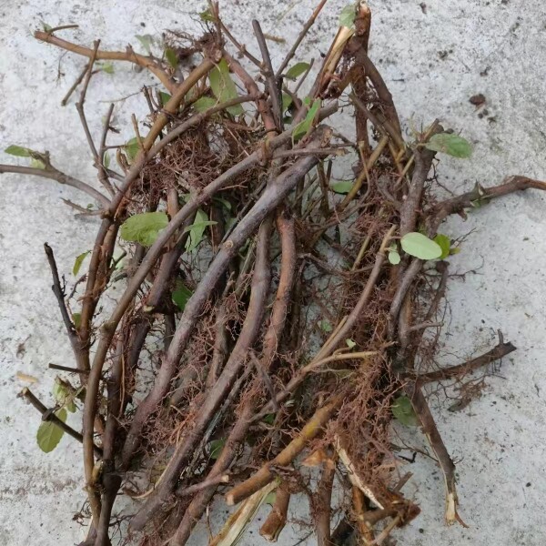 野生地瓜藤老根新鲜地根中药材四川原生态纯天然野地瓜实去叶瓜藤