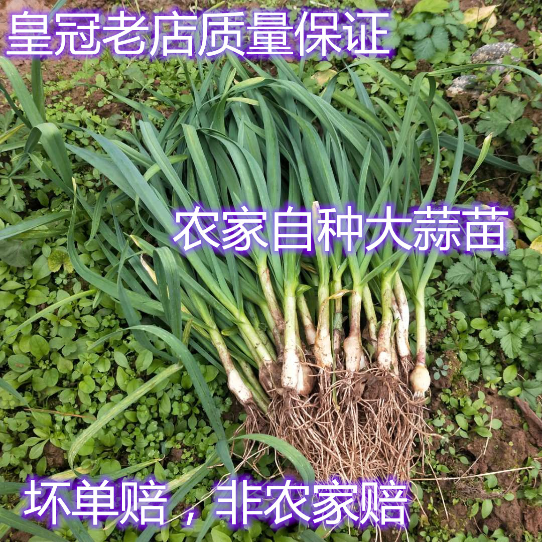 重庆农家自种香蒜苗当季时令蔬菜红皮3斤现挖现发皇冠店质量包邮