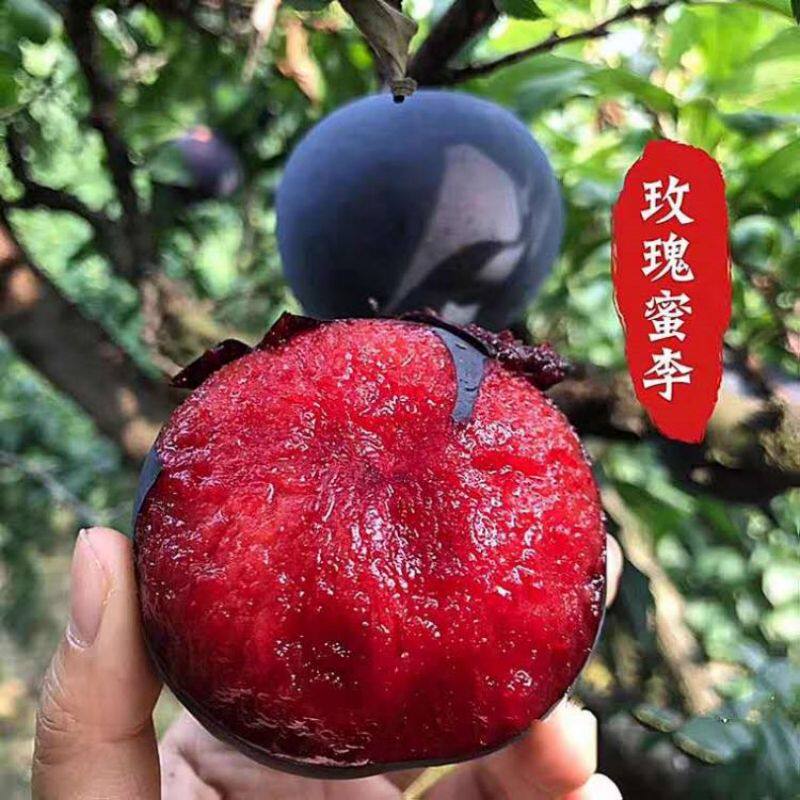 陕西风味玫瑰李子 蜜李新鲜水果 丰味血丝李黑布林红肉恐龙蛋香甜