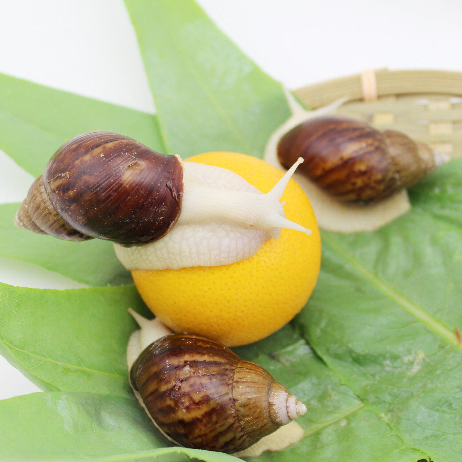 鲜活白玉蜗牛 活体蜗牛 10只 生鲜 食用大蜗牛 宠物蜗牛产地直供