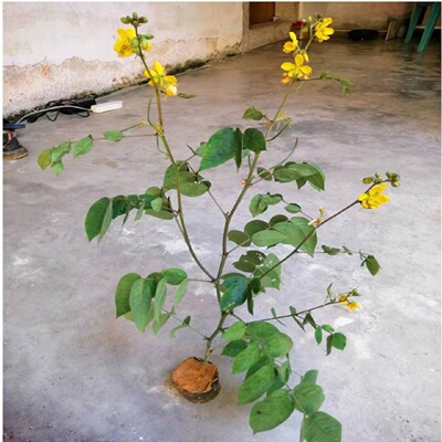 蛇灭门苗野决明望江南驱蛇防蛇