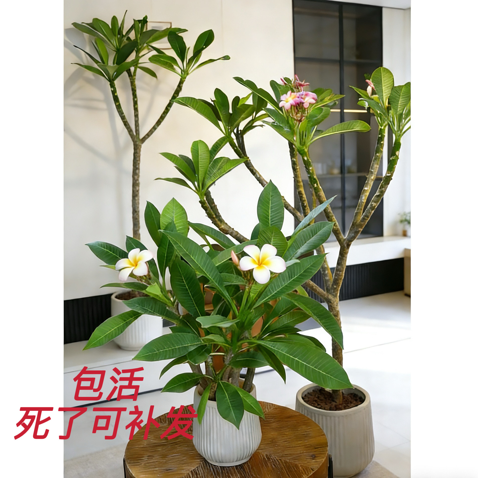 鸡蛋花苗、花美味香、锦叶彩叶