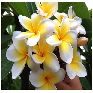 白边黄心鸡蛋花苗、红花鸡蛋花苗、花美味香