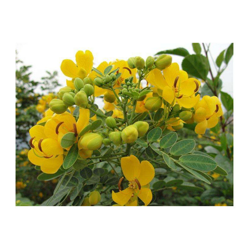 黄槐树苗 小叶黄槐