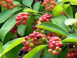 五味子苗、五月茶苗,木本五味子新品种、绿化药用苗木早结果丰产