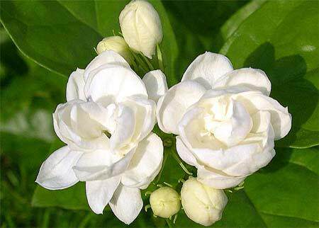 香花茉莉花苗、花型变化无穷 - 封面