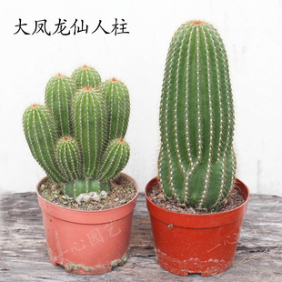 超大仙人柱大凤龙招财镇宅仙人掌阳台盆栽观赏防辐射大型仙人球