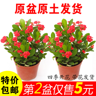 虎刺梅盆栽铁海棠花好养开花不断的花卉植物室内花办公室客厅绿植