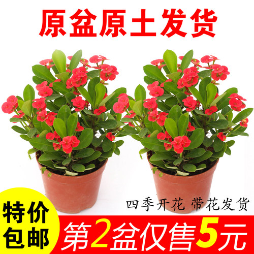 虎刺梅盆栽铁海棠好养花卉植物的