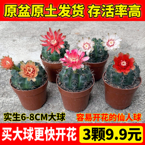 绯花玉开花仙人球仙人掌类多肉绿植物桌面防辐射花卉盆栽烦包邮