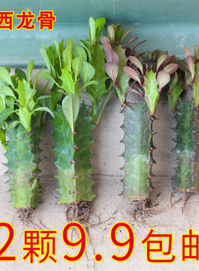 龙骨植物盆栽办公室外客厅仙人掌阳台花四季好养植物绿植巴西龙骨