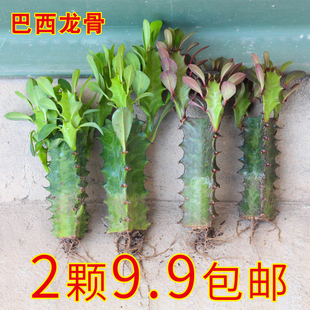 好养植物绿植巴西龙骨 龙骨植物盆栽办公室外客厅仙人掌吸甲醛四季