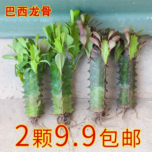 龙骨植物盆栽办公室外客厅仙人掌吸甲醛四季 好养植物绿植巴西龙骨