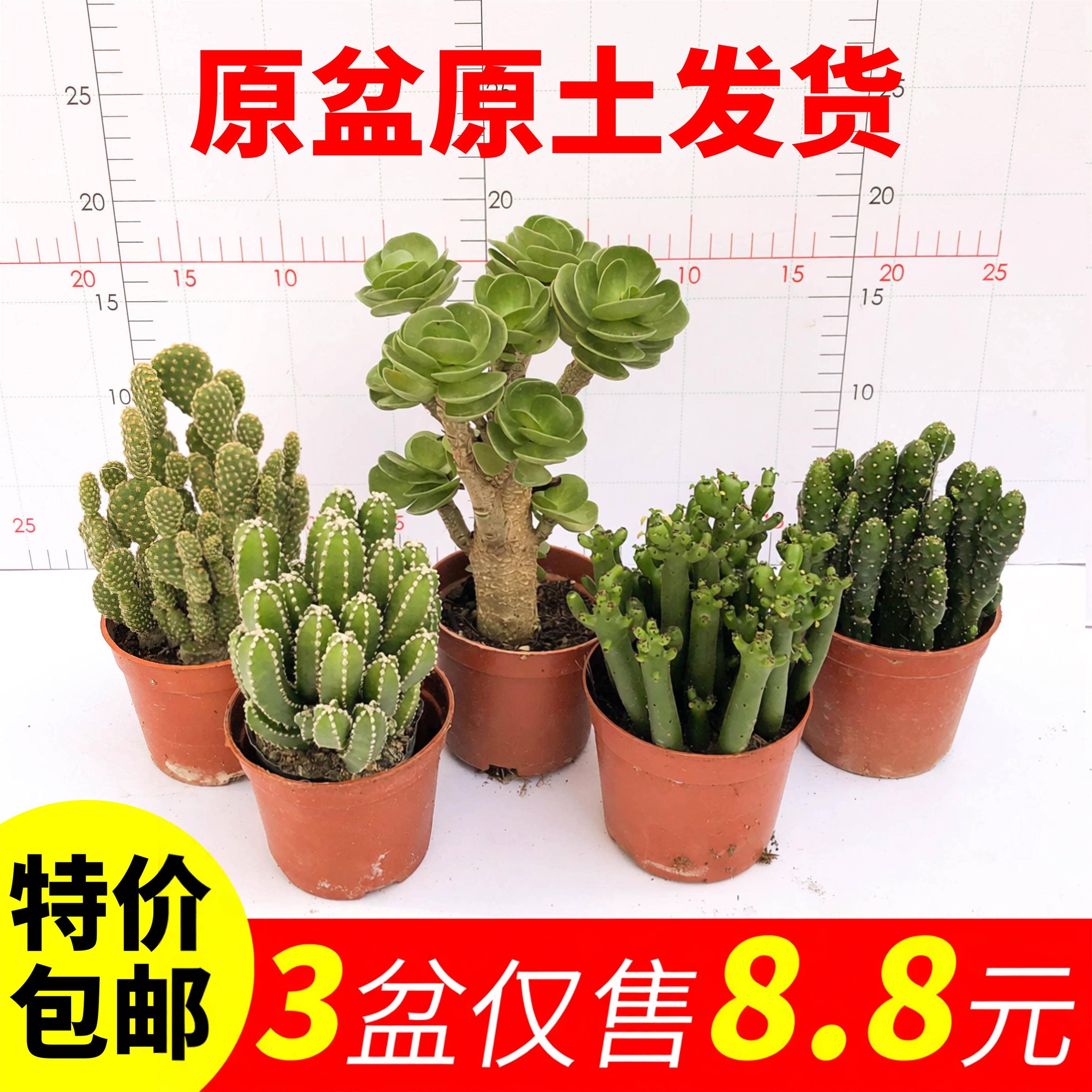 多肉万重山盆栽绿植开花仙人球组合办公室桌面喜阳室内仙人掌植物