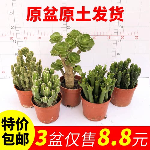 多肉仙人掌防辐射小盆栽室内阳台