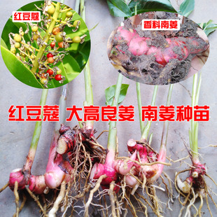 红豆蔻种苗大高良姜苗南姜根快夏枯草彼岸花紫花地丁盆栽绿植庭院