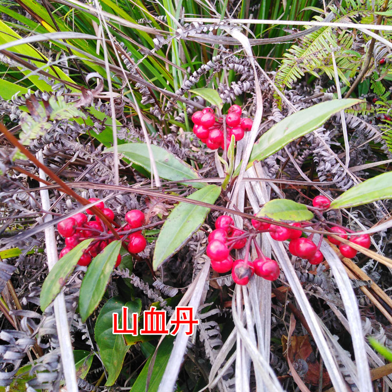 山血丹种苗十大功劳苗土黄柏黄栀子苗草珊瑚肿节风苗庭院观赏药材