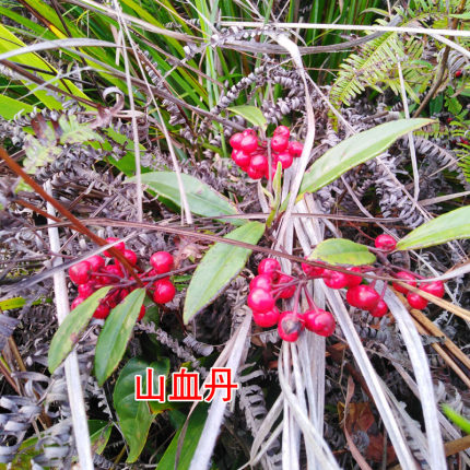 山血丹种苗十大功劳苗土黄柏黄栀子苗草珊瑚肿节风苗庭院观赏药材