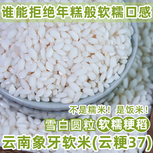 镇店之宝云粳37象牙米云南好米象牙软米1KG大米2025年软糯新米