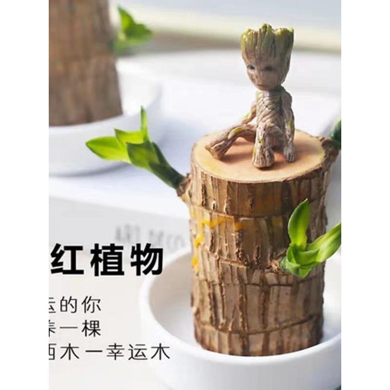 巴西木格鲁特水养幸运木水培花卉室内阳台夏季驱蚊绿植盆栽幸运木