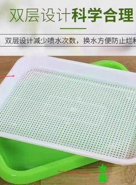 蒜盆栽大苗蒜种植盆内种红葱头神器室家庭菜阳台种盘栽种FDH蒜黄