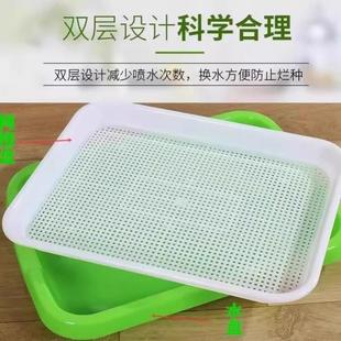 蒜盆栽大苗蒜种植盆内种红葱头神器室家庭菜阳台种盘栽种FDH蒜黄