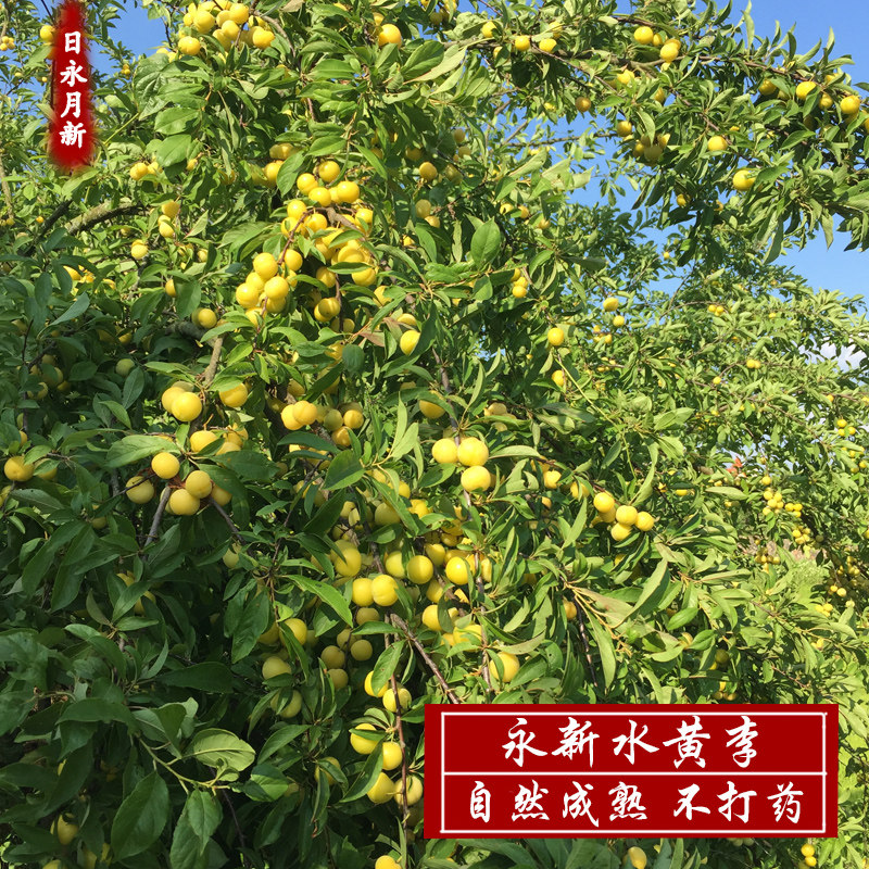 永新需王李3斤 新鲜当季水果酸脆李子孕妇小孩江西青李水黄李包邮
