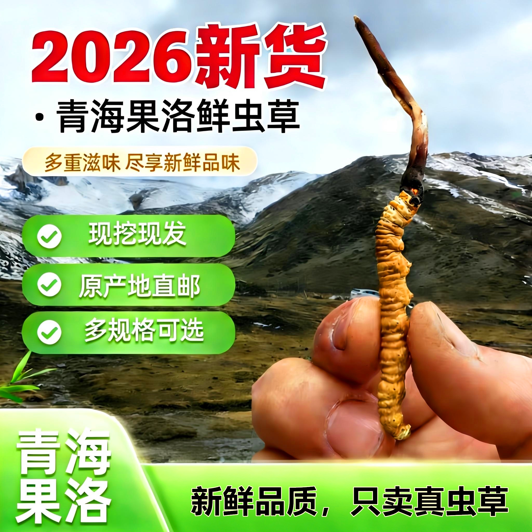 2026青海新鲜冬虫夏草头茬高海拔鲜草正品滋补品产地直发顺丰冷链