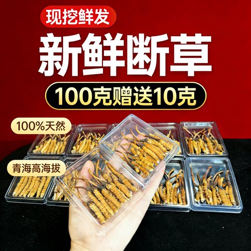 青海高海拔断草新鲜滋补顺丰直达