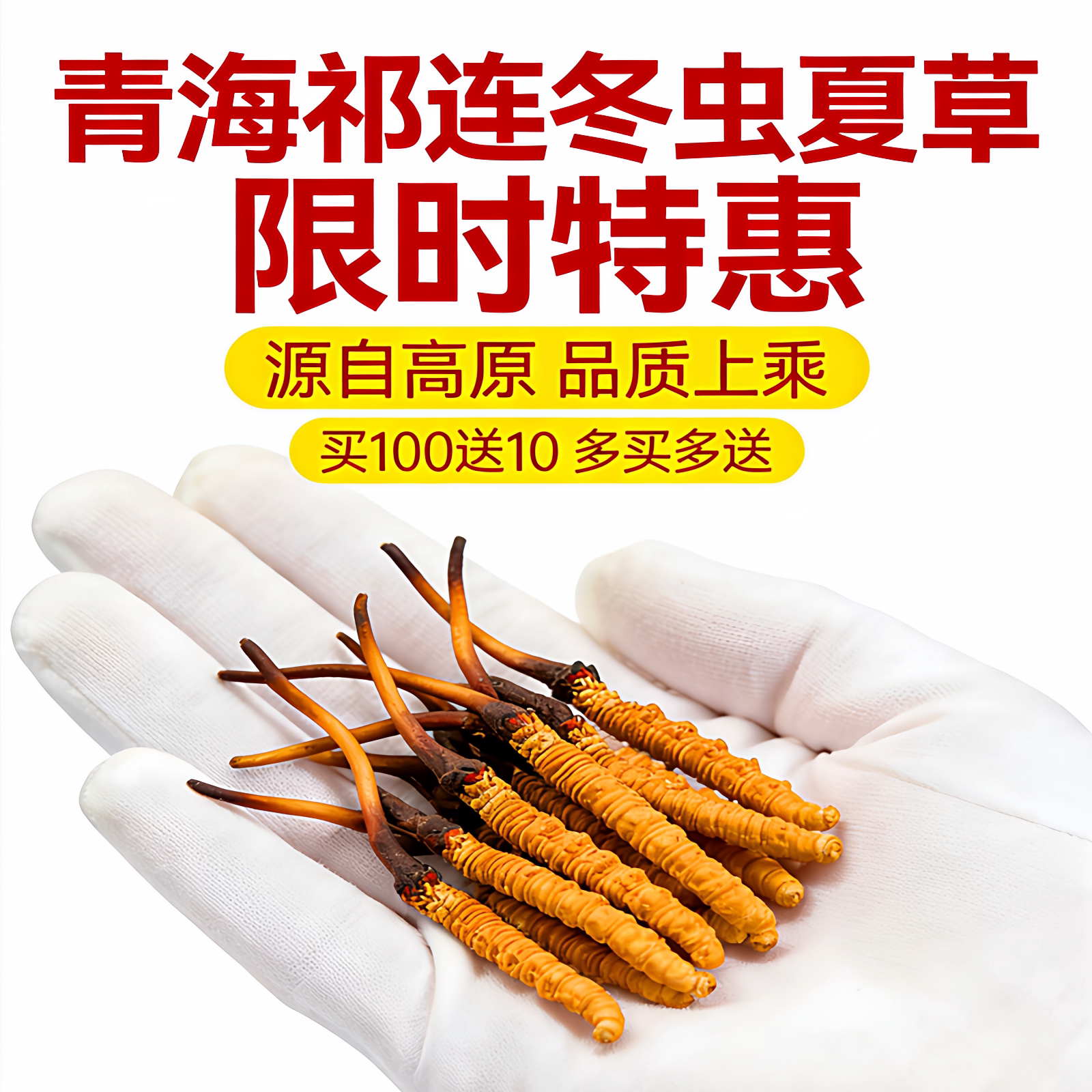 2026青海新鲜冬虫夏草头茬鲜草高海拔野生虫草正品滋补产地直发