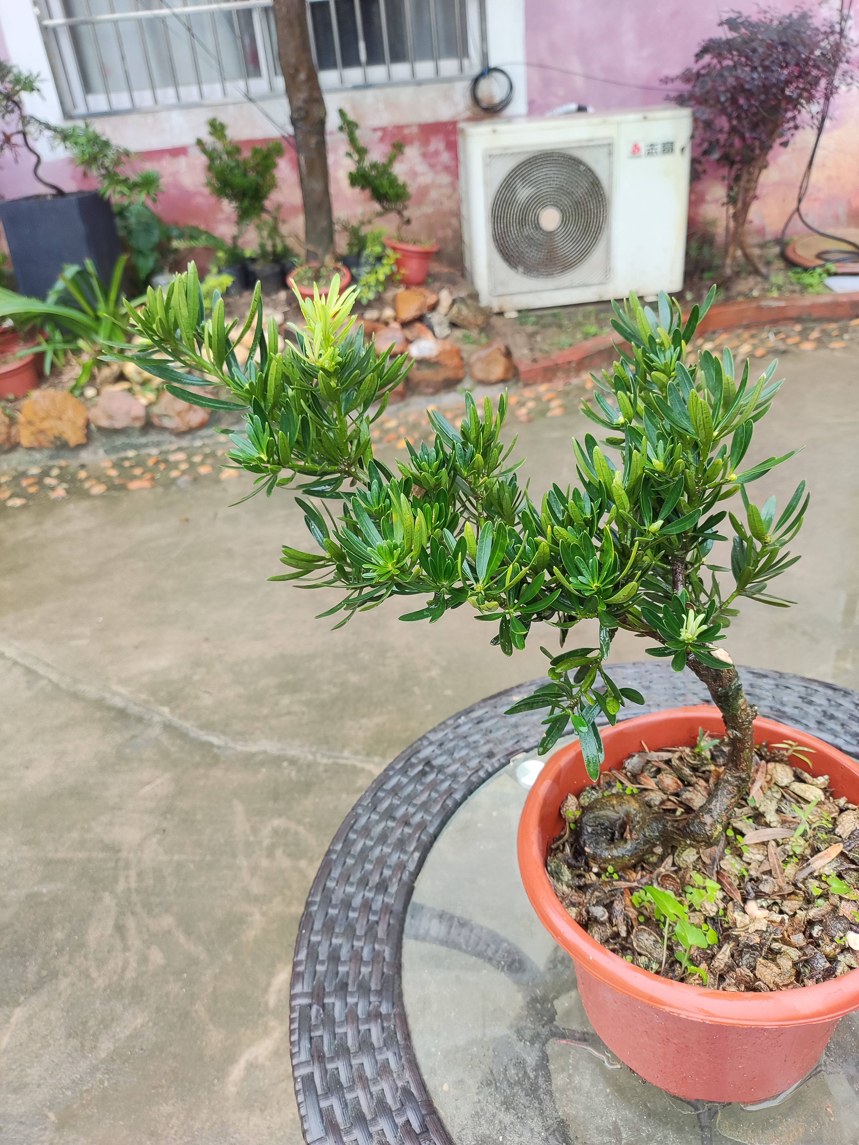 海岛菊花芯罗汉松原生苗造型苗罗汉松树苗扦插苗