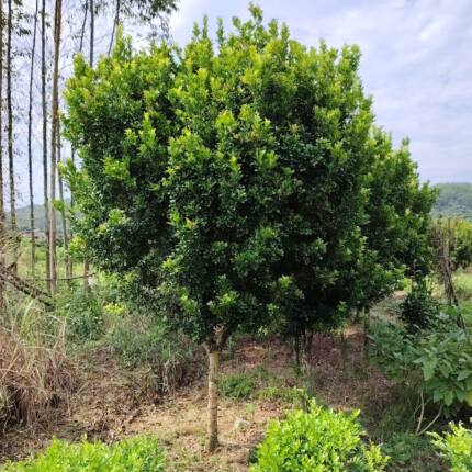 香水米兰花盆栽四季开花浓香阳台花卉绿植庭院常青盆景老桩大树苗