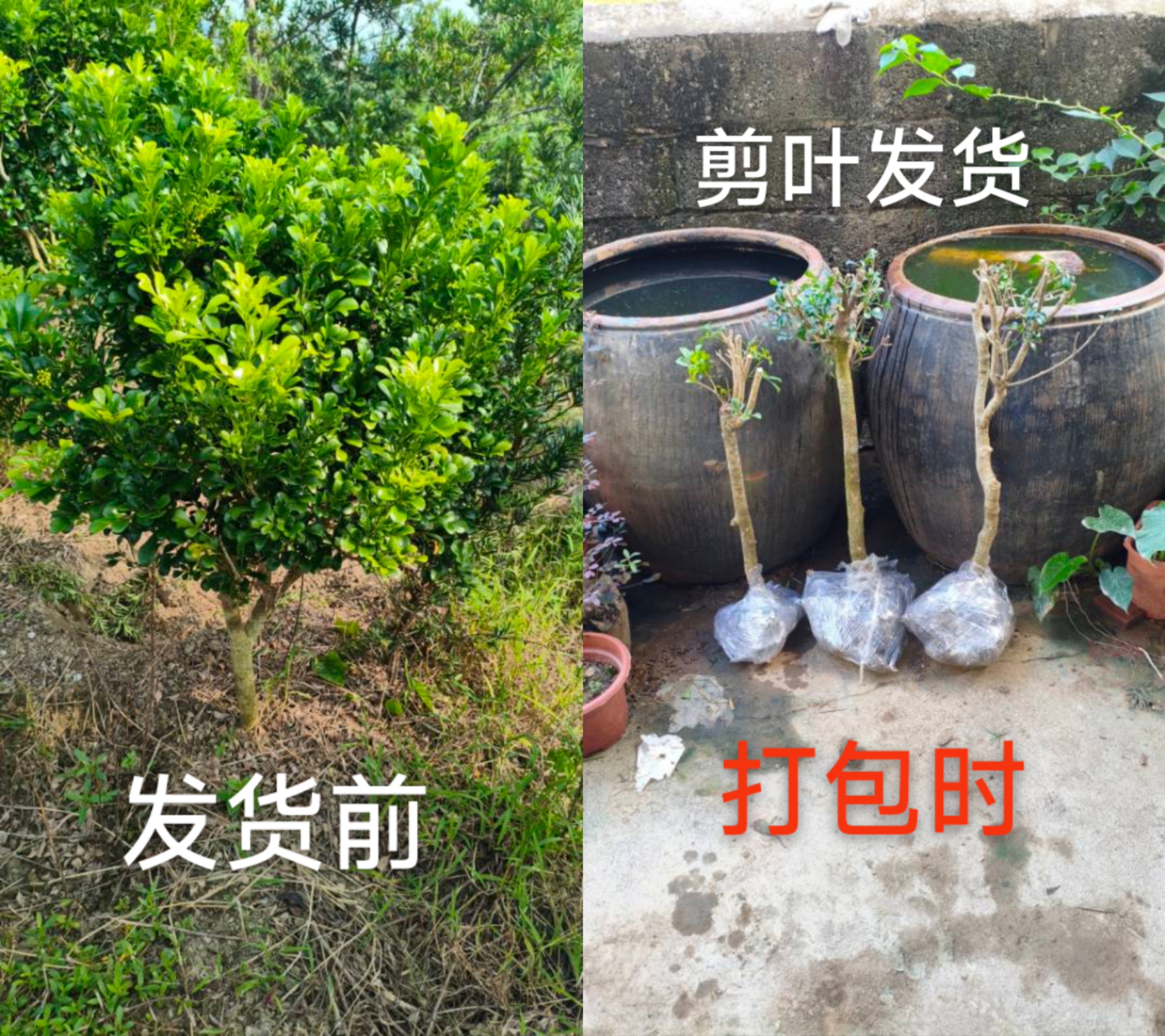 四季米香水米兰米仔兰树苗可盆栽地栽室内花卉绿植老桩阳台植物