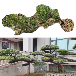 罗汉松树苗别墅庭院大树名贵台湾迎客松造型树桩小叶绿植盆栽盆景