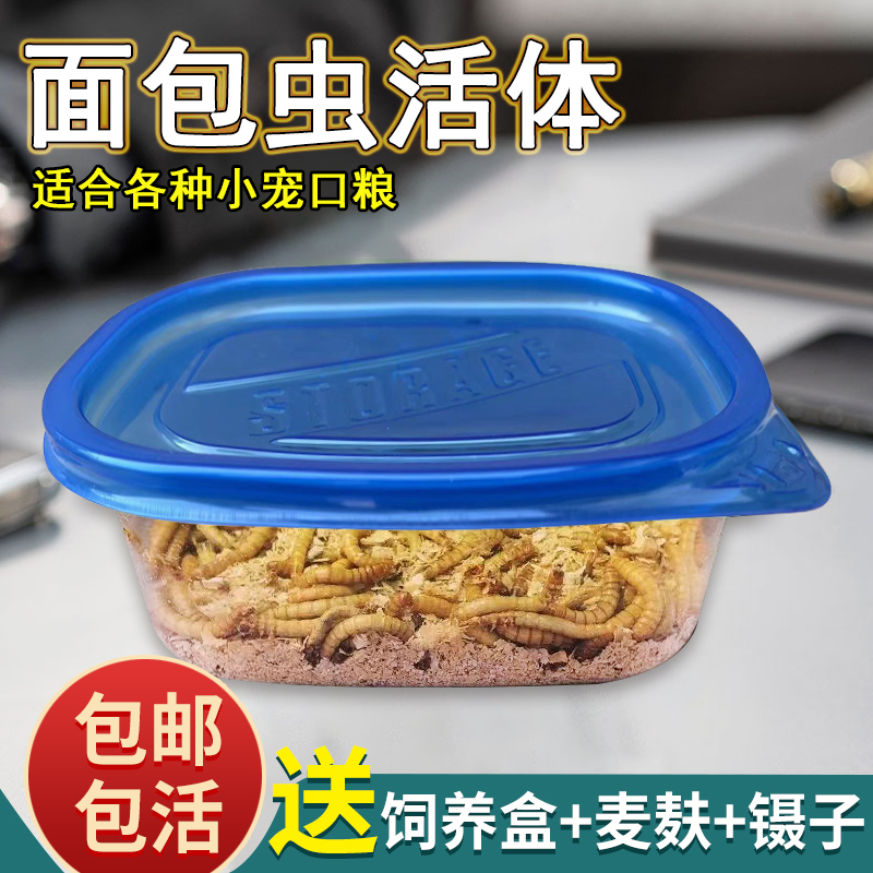 面包虫活虫黄粉虫活体守宫乌龟仓鼠蜘蛛龙鱼八哥画眉鸟食饲料包邮