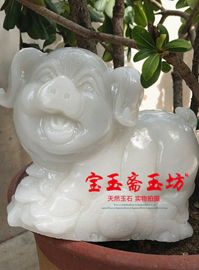 天然阿富汗十二生肖霸气风发财猪