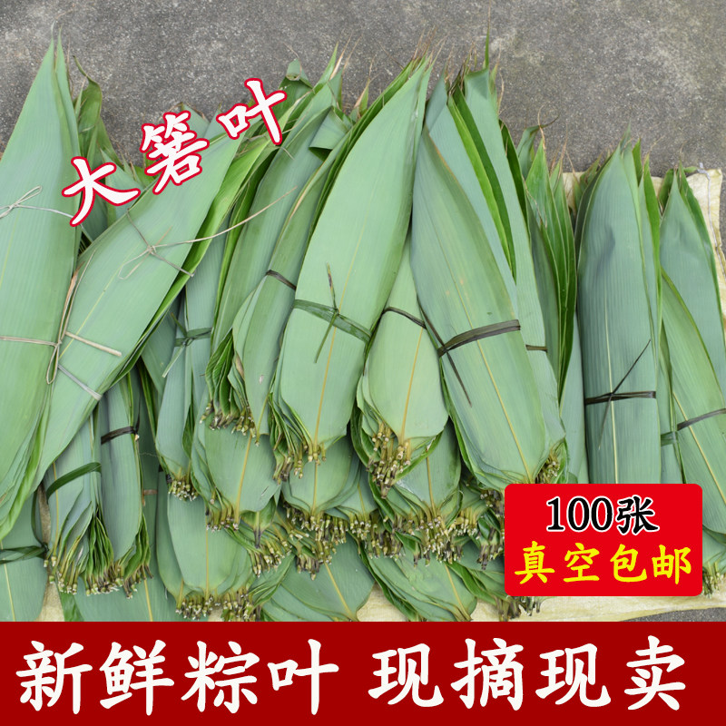 中号大粽叶新鲜现摘箬叶纯天然野生大粽叶包粽子100张免邮非麻叶_虎窝淘