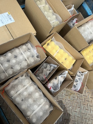 包活杜比亚蟑螂活体饲料高蛋白