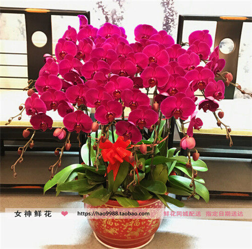 新年盆栽价格 新年盆栽图片 星期三
