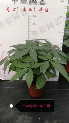 发财树一盆子3棵盆栽绿植花卉植物 净化空气除甲醛除污染